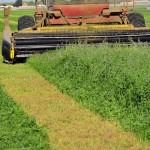 alfalfa-2