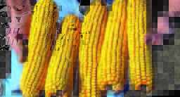 Indiana (non-irrigated) Indiana (non-irrigated)